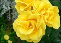 Teahibrid rózsa / Buccaneer
